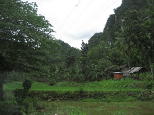 Lamac rice paddy