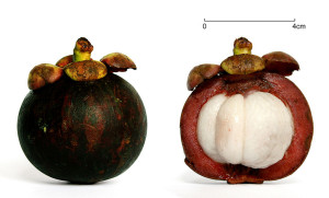 The purple mangosteen (Garcinia mangostana), colloquially known simply as mangosteen, is a tropical evergreen tree. The fruit of the mangosteen is sweet and tangy, juicy, somewhat fibrous, with fluid-filled vesicles (like the flesh of citrus fruits), with an inedible, deep reddish-purple colored rind (exocarp) when ripe. In each fruit, the fragrant edible flesh that surrounds each seed is botanically endocarp, i.e., the inner layer of the ovary. Seeds are almond-shaped and sized