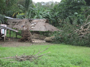 A huge old mango tree by a school went down in the storm