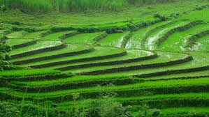 Rice terraces in the higher valleys.